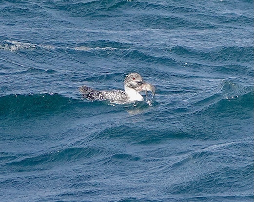 great northern diver